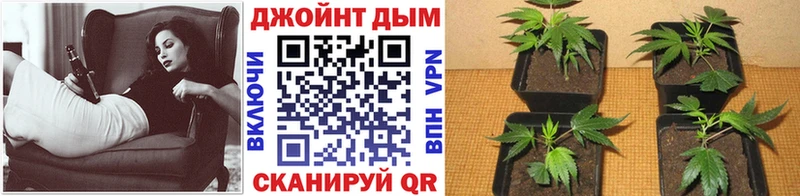 Канабис семена  блэк спрут рабочий сайт  Карталы 